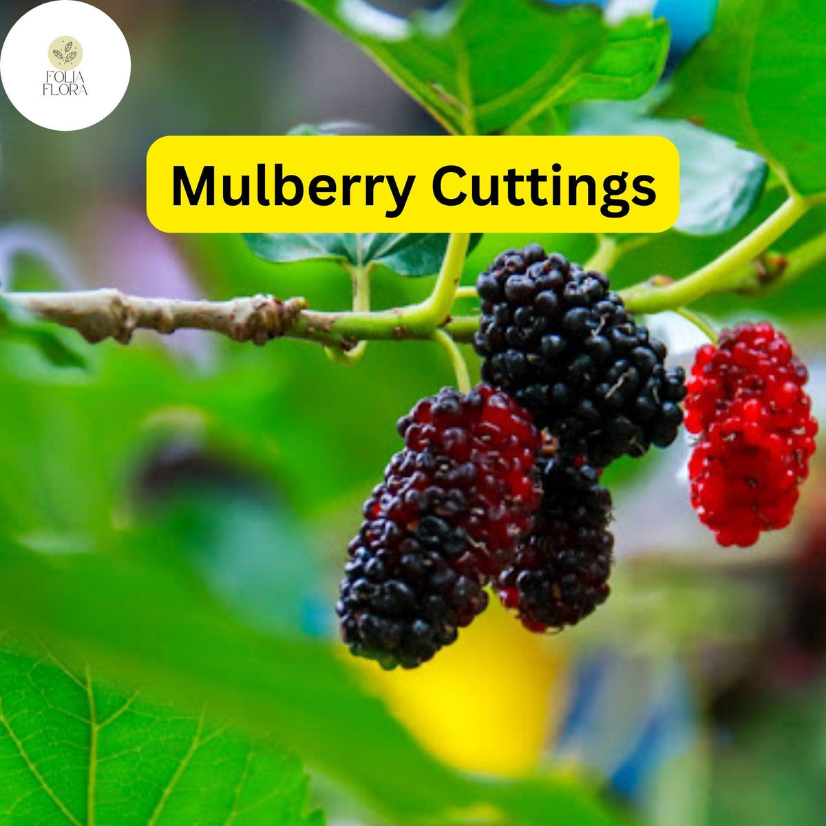 10 Mulberry Cuttings - Early Fruiting, Easy to Root & Grow (Morus alba)