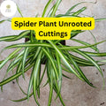 10 Spider Plant Unrooted Cuttings - Chlorophytum comosum Easy Care Indoor Plant