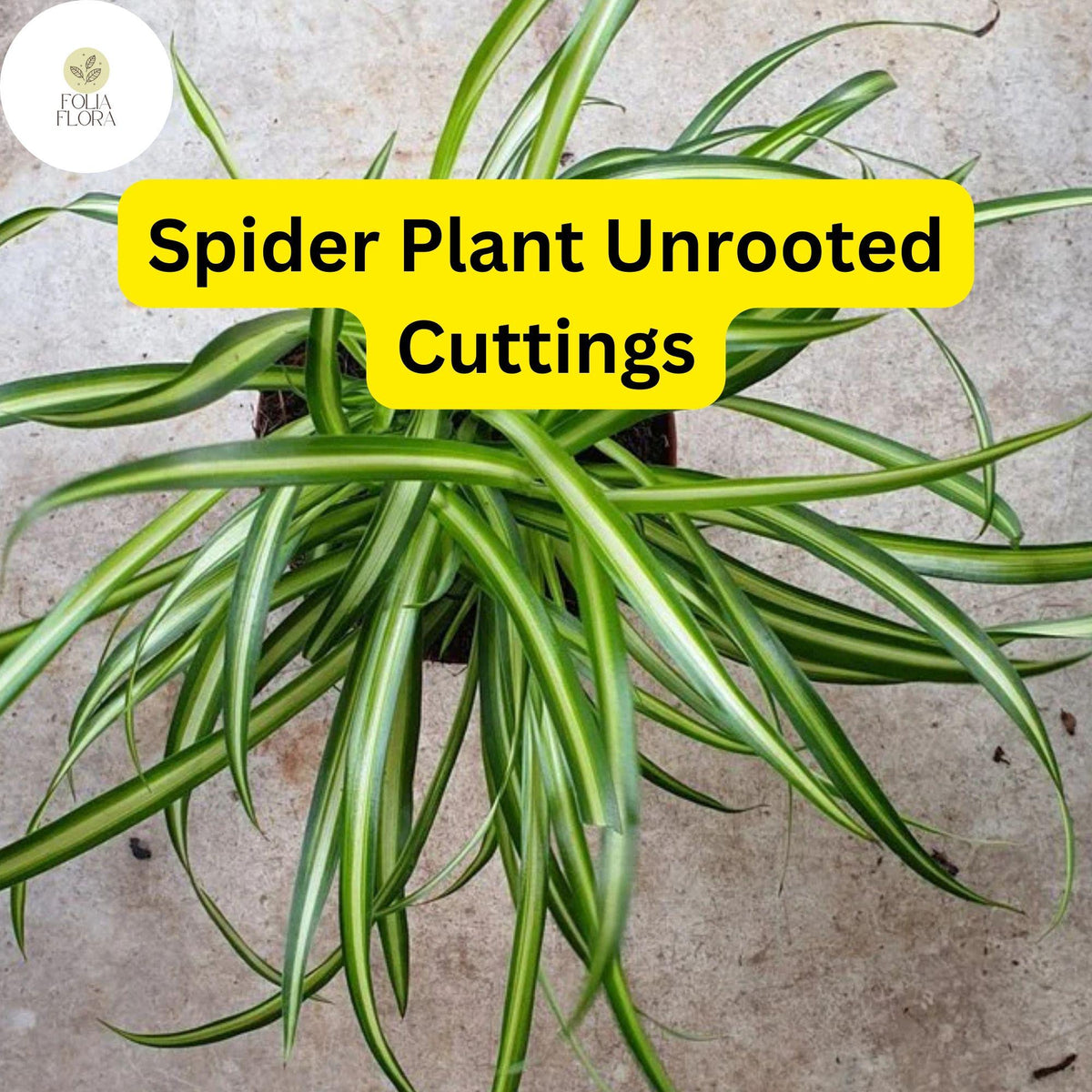 10 Spider Plant Unrooted Cuttings - Chlorophytum comosum Easy Care Indoor Plant