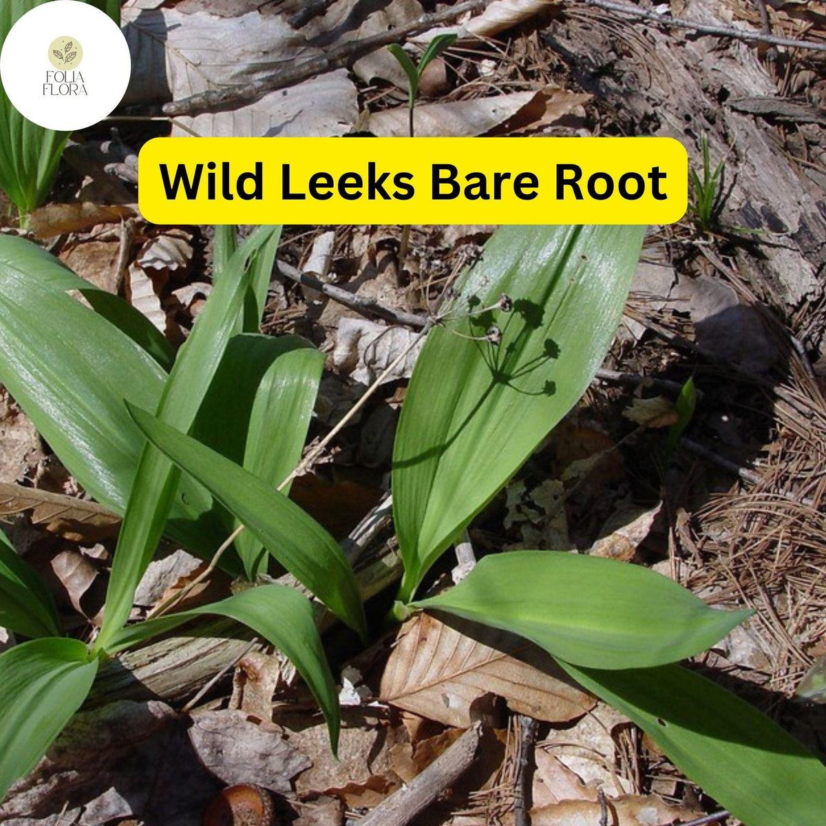 5 Ramps Wild Leek Bulbs, Organically Grown Allium tricoccum Bare Root for Planting