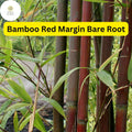 Red Margin Bamboo Live Bare Root Plant - Phyllostachys rubromarginata, Hardy Fast-Growing Bamboo