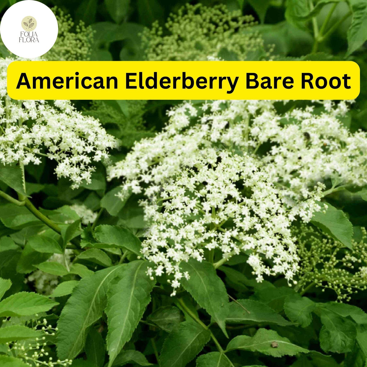 American Elderberry Tree - 1 Bare Root Live Plant, Sambucus canadensis, Edible Berries