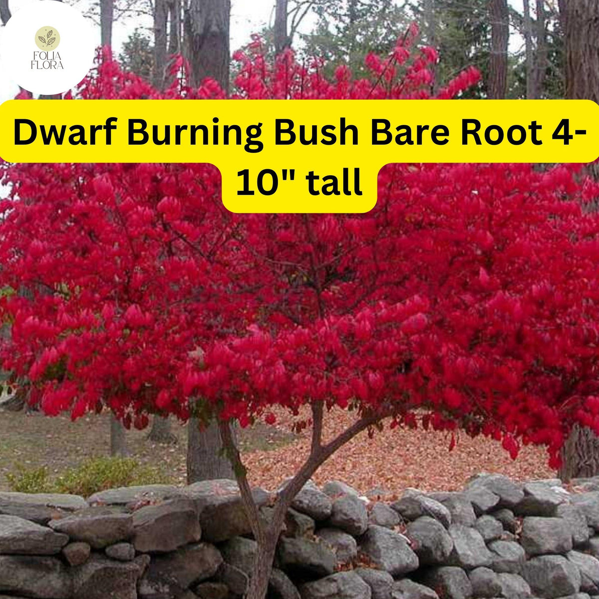10 Dwarf Burning Bush Plants - Hardy Bare Root Shrubs with Red Fall Foliage