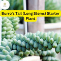 Burro's Tail Succulent - Sedum morganianum Easy-Care Indoor Plant