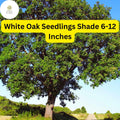 5 White Oak Tree Seedlings Quercus Alba 6-12 Inches Shade Trees