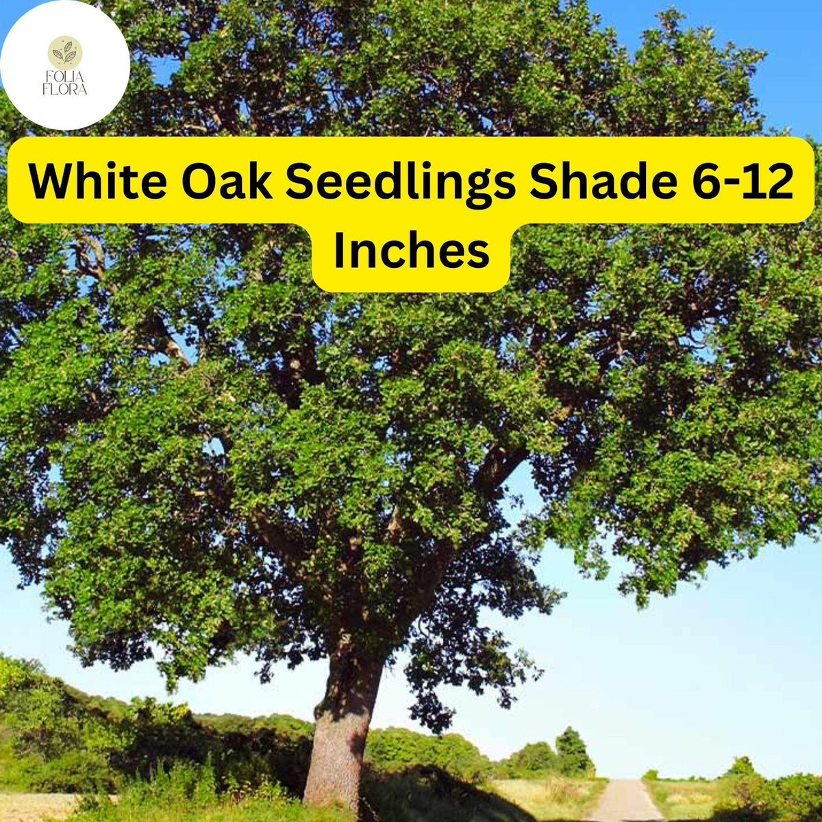 5 White Oak Tree Seedlings Quercus Alba 6-12 Inches Shade Trees