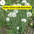 50 Live Garlic Chive Leek Plants Bare Root Edible Perennial Herb