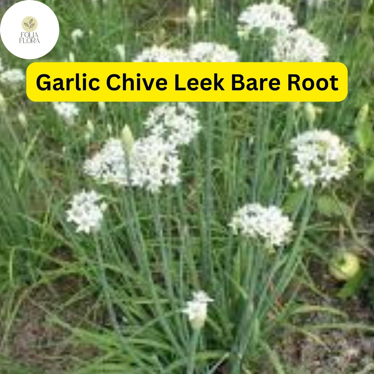 50 Live Garlic Chive Leek Plants Bare Root - Edible Perennial Herb for Organic Gardening