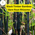 2 Black Timber Bamboo Rhizomes - Phyllostachys nigra Live Bare Root Plants