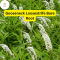12 Gooseneck Loosestrife Bare Root Plants, Lysimachia clethroides Perennial
