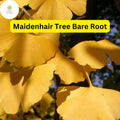3 Ginkgo Biloba Maidenhair Trees – Bare Root Starter Live Plants