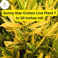 Sunny Star Croton Live Plant – Vibrant Tropical Foliage, 7-10 Inches