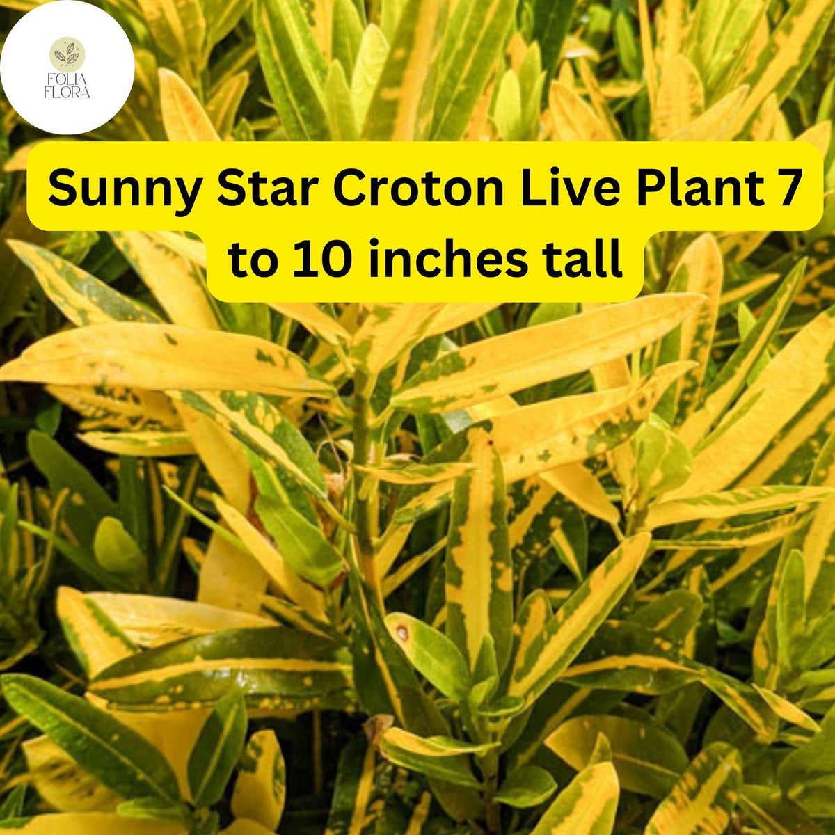 Sunny Star Croton Live Plant – Vibrant Tropical Foliage, 7-10 Inches