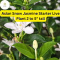 Asian Snow Jasmine Starter Plant – Fragrant White Flowers, 2-5" Tall