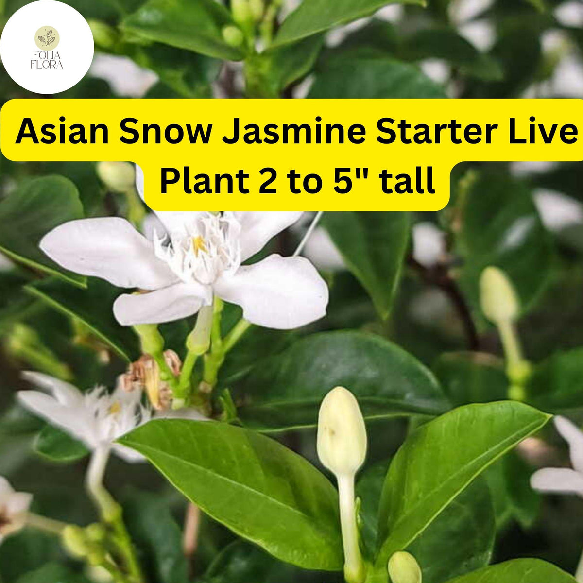 Asian Snow Jasmine Starter Plant – Fragrant White Flowers, 2-5" Tall