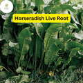 Organic Horseradish Roots – Heirloom Garden Starter Plants