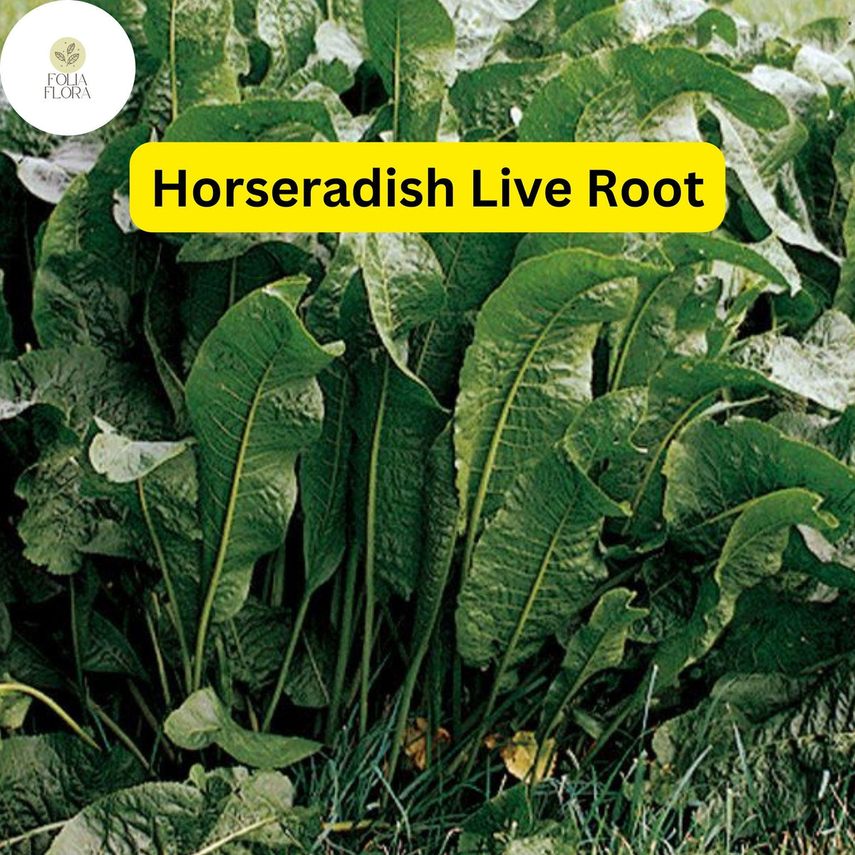 Organic Horseradish Roots – Heirloom Garden Starter Plants