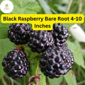 10 Black Raspberry Plants, Mysore Rubus niveus, Bare Root Starter Plants, Perennial