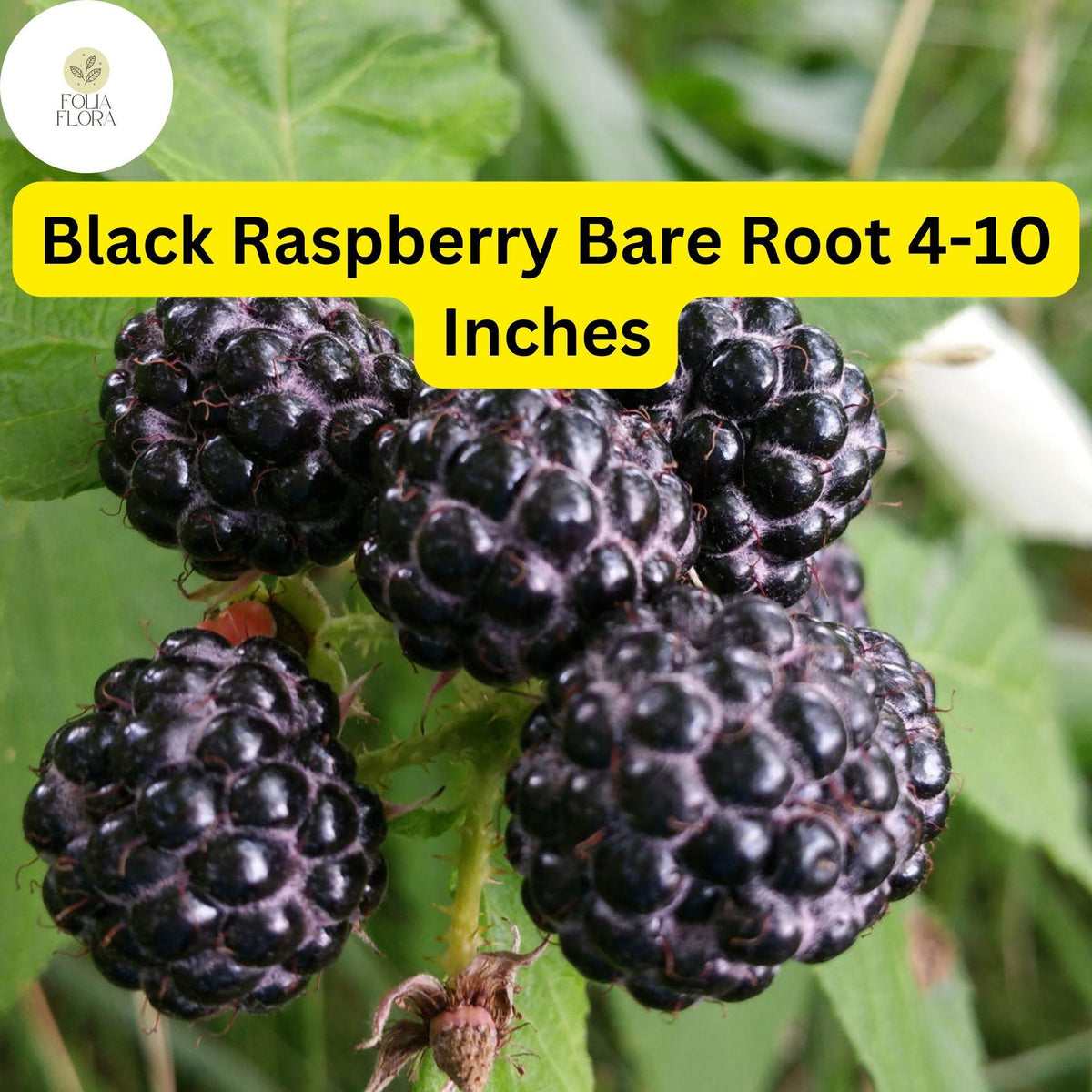 10 Black Raspberry Plants, Mysore Rubus niveus, Bare Root Starter Plants, Perennial