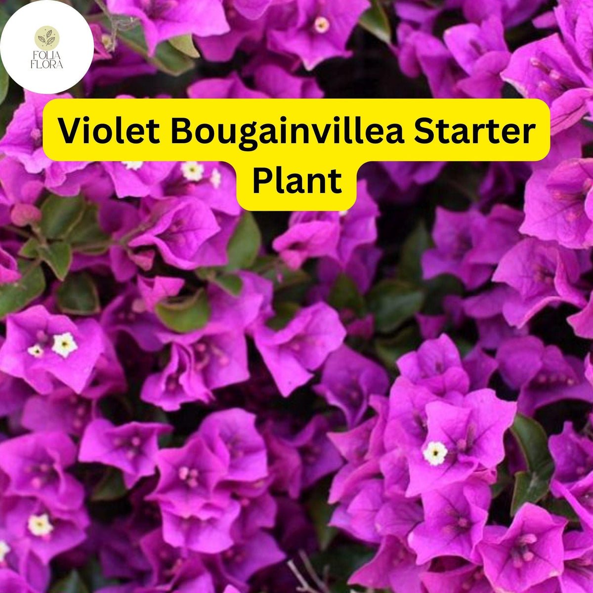 1 Violet Bougainvillea Live Starter Plant - Well Rooted Plug
