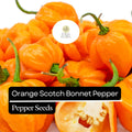 20 Orange Scotch Bonnet Pepper Seeds – Heirloom Hot Pepper, Non-GMO