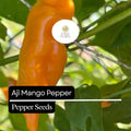 25 Aji Mango Pepper Seeds – Sweet Fruity Mild Heat Heirloom Non-GMO Capsicum baccatum