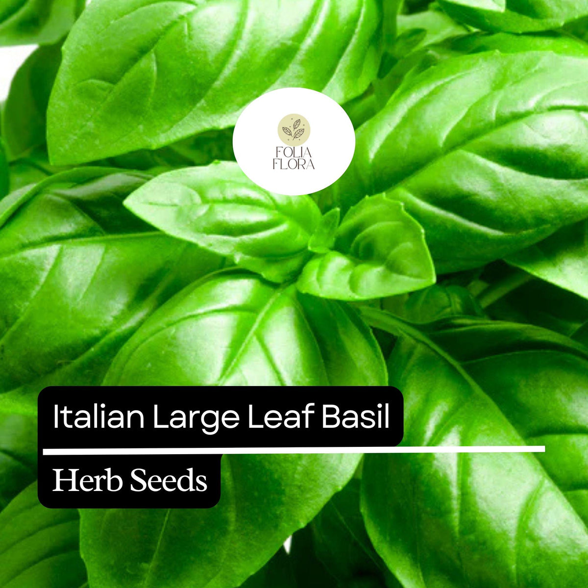 200 Italian Large Leaf Basil Seeds – Heirloom Non-GMO Aromatic Herb