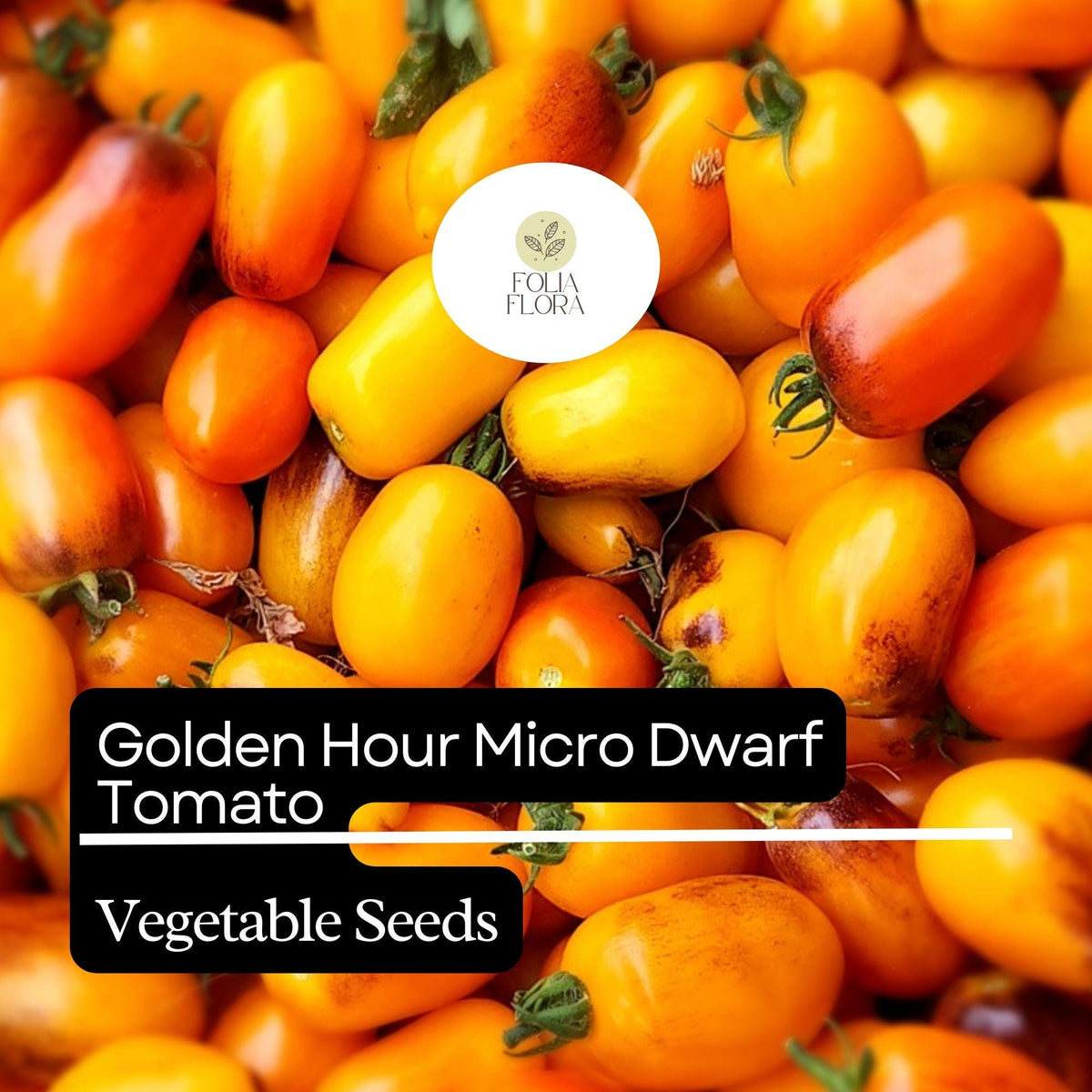 Golden Hour Micro Dwarf Tomato Seeds – 15 Heirloom Non-GMO Compact High-Yield