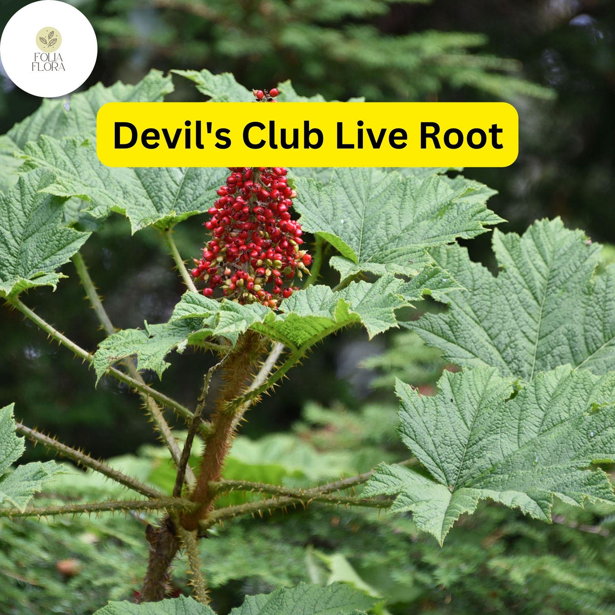 1 Devil's Club Live Root - Oplopanax horridus Alaska Wild Harvested for Planting