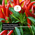 20 Red Thai Pepper Seeds – Hot & Spicy Heirloom Non-GMO Chili Peppers