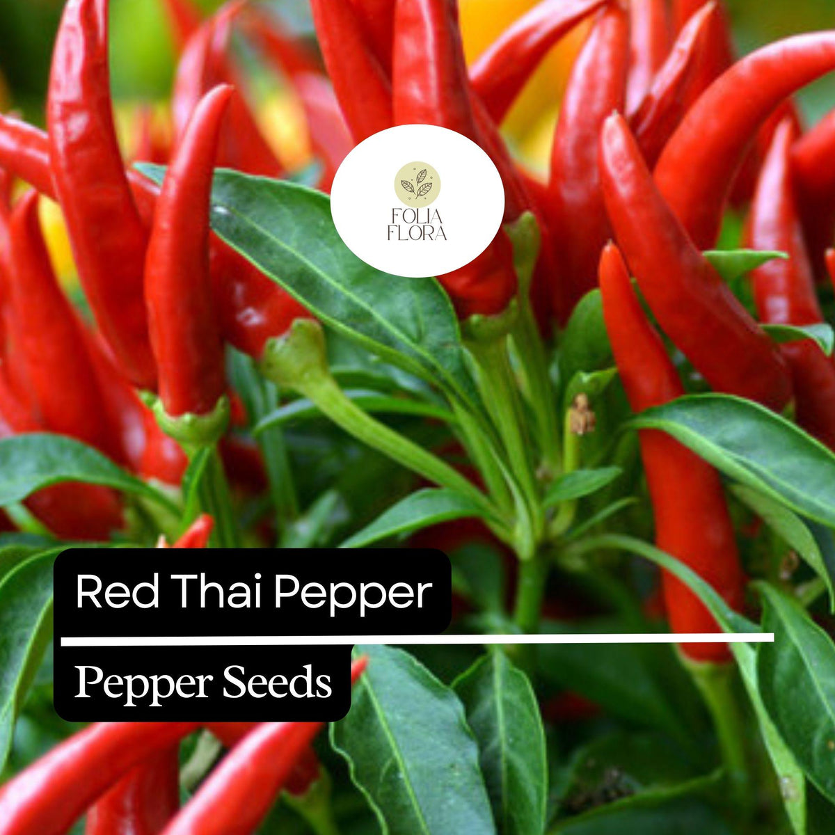 20 Red Thai Pepper Seeds – Hot & Spicy Heirloom Non-GMO Chili Peppers