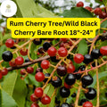 Wild Black Cherry Tree – Live Bare Root Plant, 18-24 Inches