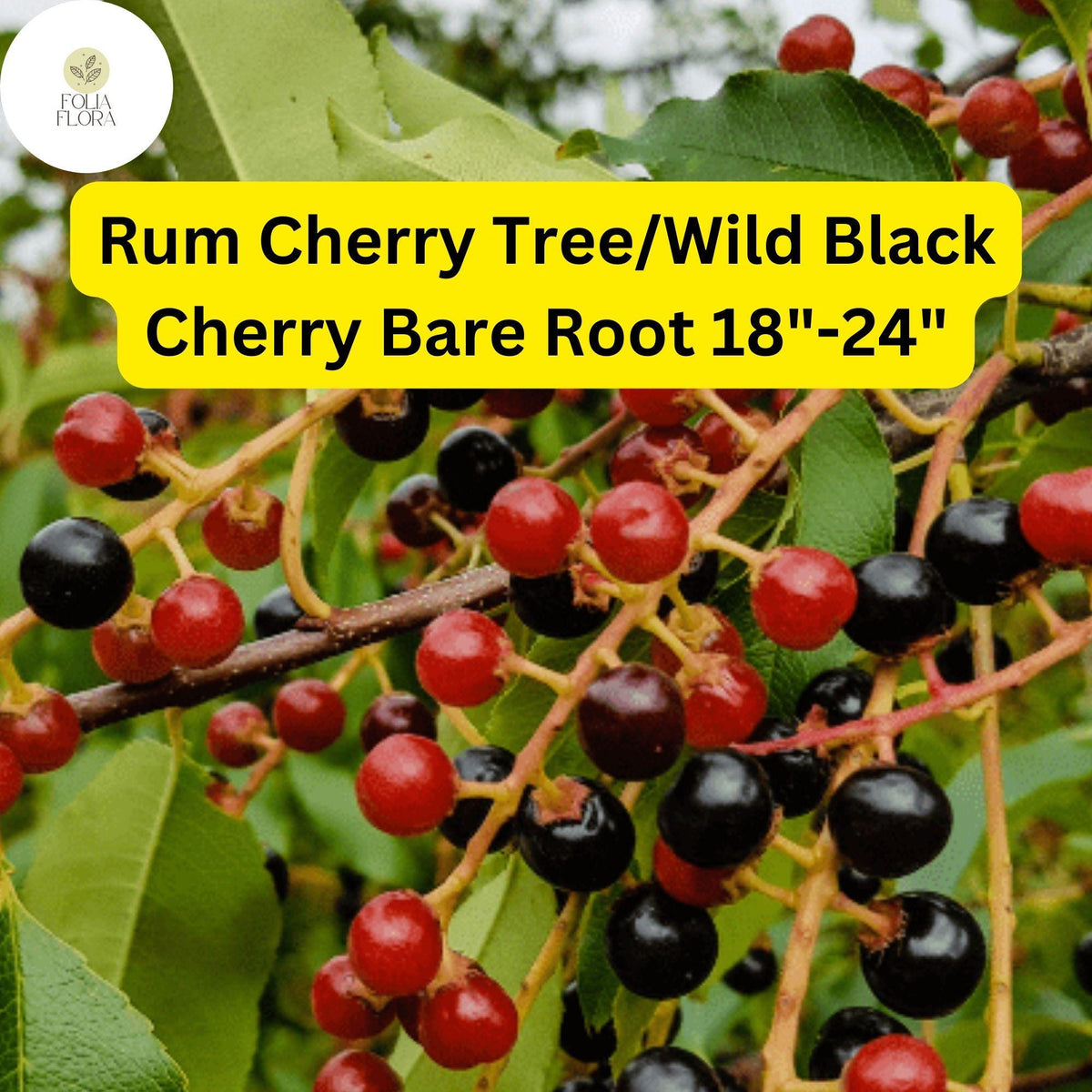 Wild Black Cherry Tree – Live Bare Root Plant, 18-24 Inches