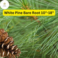 1 White Pine Tree (Pinus strobus) Live Bare Root Plant 10-18 Inches