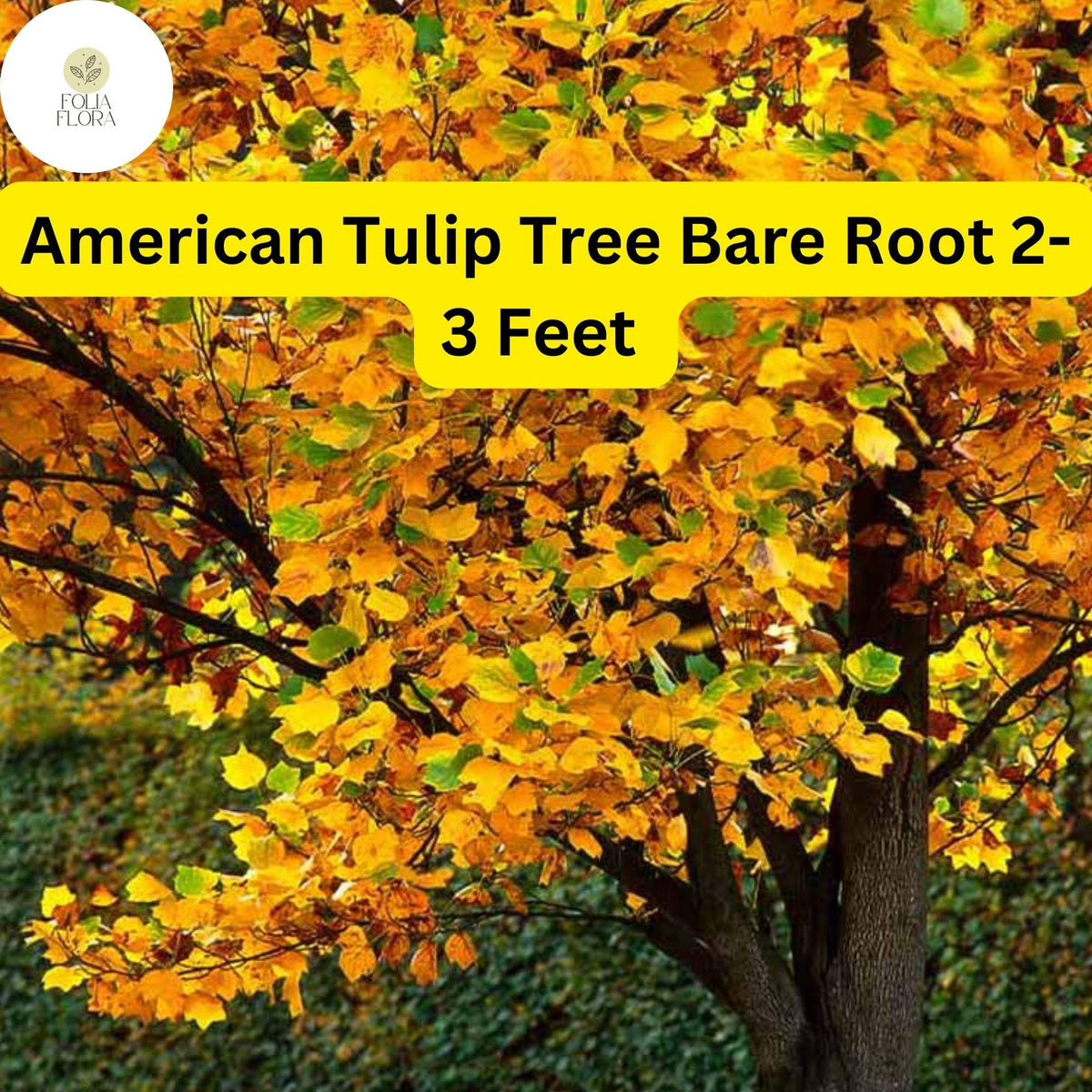 American Tulip Tree Live Bare Root Plant 2-3 ft - Liriodendron tulipifera