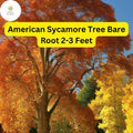 American Sycamore Tree – Live Bare Root Plant, Fast-Growing Shade Tree 2-3 Feet Tall
