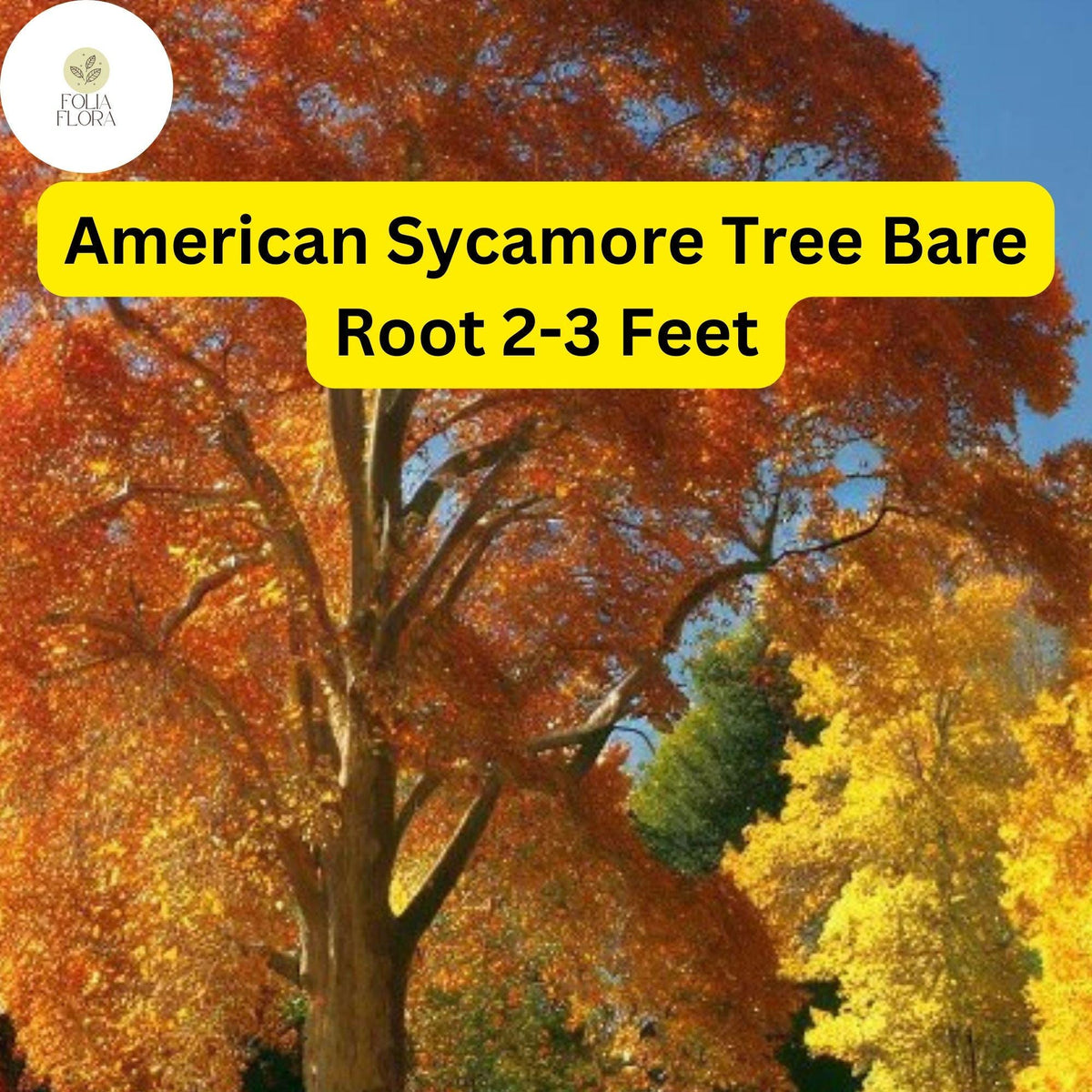 American Sycamore Tree – Live Bare Root Plant, Fast-Growing Shade Tree 2-3 Feet Tall