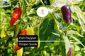 20 Fish Pepper Seeds – Heirloom Striped Spicy Chili, Non-GMO Capsicum annuum