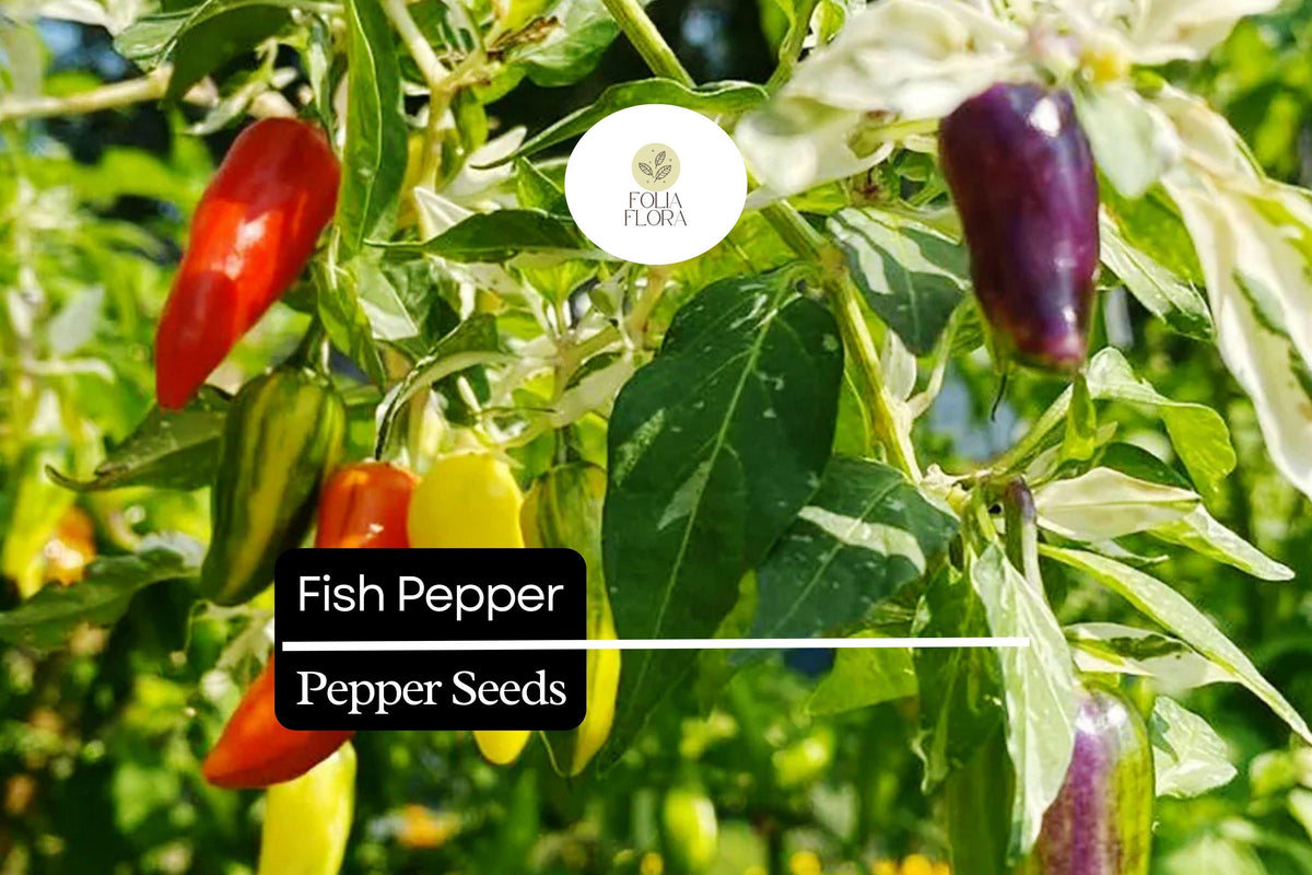 20 Fish Pepper Seeds – Heirloom Striped Spicy Chili, Non-GMO Capsicum annuum