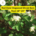 Red Osier Dogwood Shrub – Bare Root Plant, Vibrant Winter Color 18"-24"