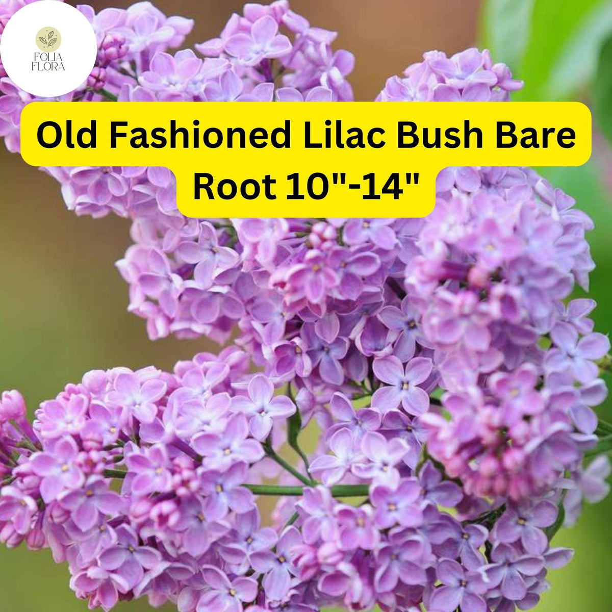 Old Fashioned Lilac Bush 10-14 Inches Tall - Fragrant Purple Flowers, Zones 3-7