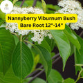 1 Nannyberry Viburnum Bush (Viburnum lentago) Live Bare Root Plant 12-14 Inches