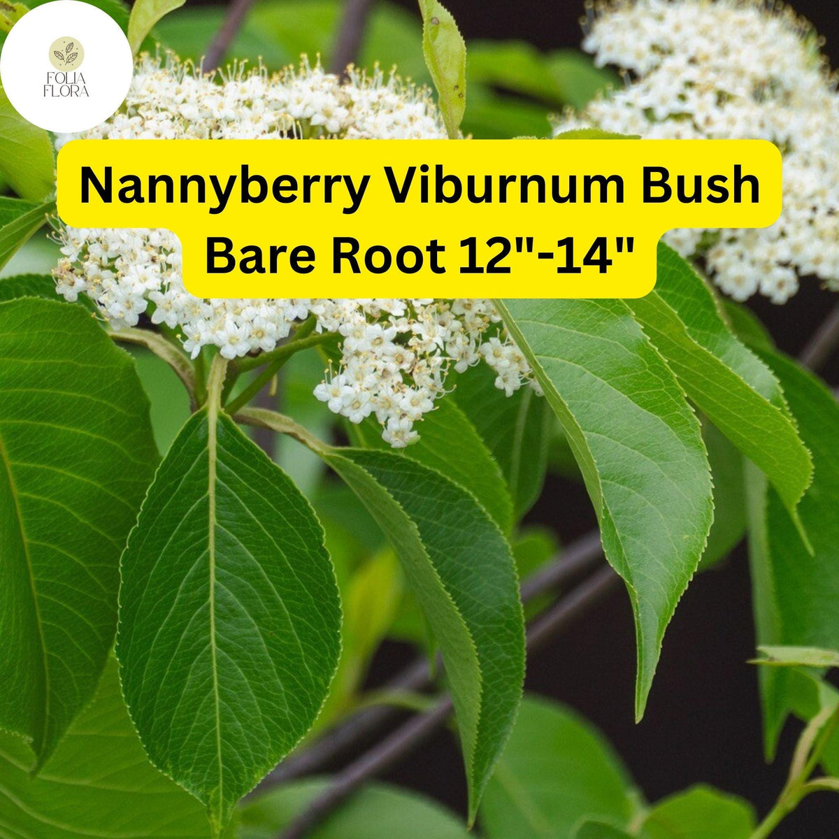 1 Nannyberry Viburnum Bush (Viburnum lentago) Live Bare Root Plant 12-14 Inches