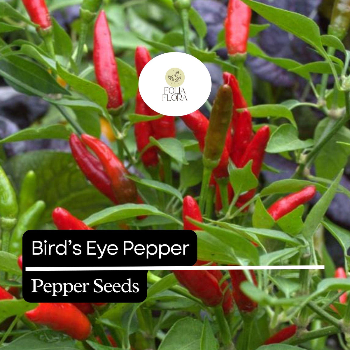 Bird's Eye Pepper Seeds – 20 Heirloom Extra Spicy Non-GMO Seeds