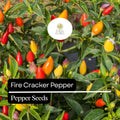 20 Firecracker Pepper Seeds - Extra Spicy Heirloom Non-GMO High Yield