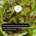 1000 Freckles Romaine Lettuce Seeds – Heirloom Non-GMO Speckled Red & Green