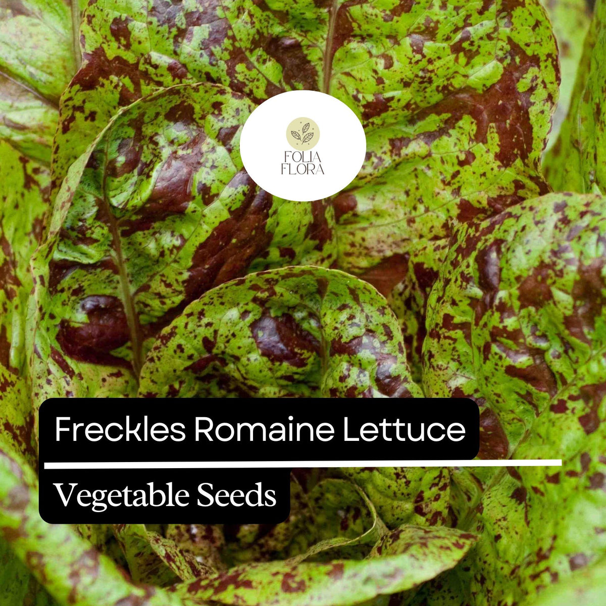 1000 Freckles Romaine Lettuce Seeds – Heirloom Non-GMO Speckled Red & Green