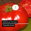 30 Heirloom Beefsteak Tomato Seeds – Large Juicy Slicing Variety