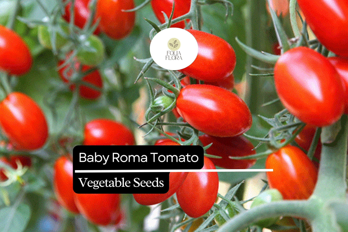 30 Baby Roma Tomato Seeds – Sweet Juicy Mini Plum Heirloom Tomatoes