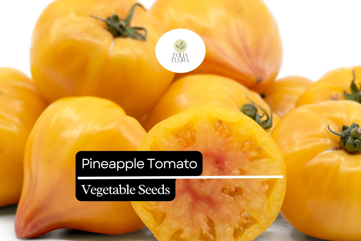30 Pineapple Tomato Seeds - Heirloom Bicolor Beefsteak, Sweet & Juicy